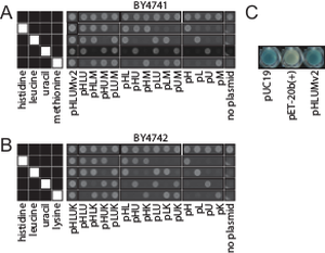 yeast growth assay