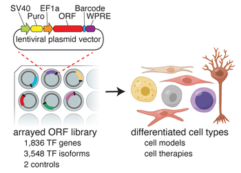 A diagram of lentiviral plasmids arrayed in a multi-well plate, labeled “arrayed ORF library”. To the right is an image of lentiviral plasmids inducing cellular differentiation into different cell types.