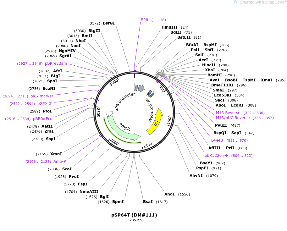 15030-plasmid-map-sequence-id-382029