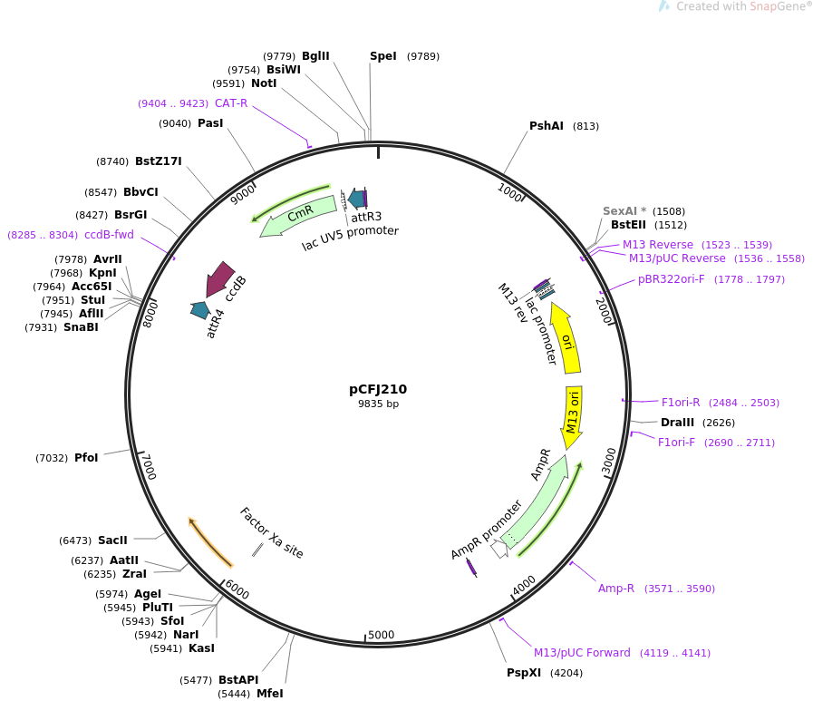 30538-plasmid-map-sequence-id-14100