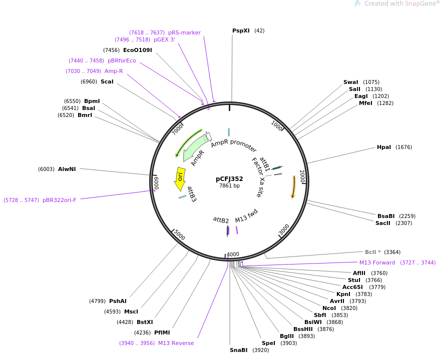 30539-plasmid-map-sequence-id-14101