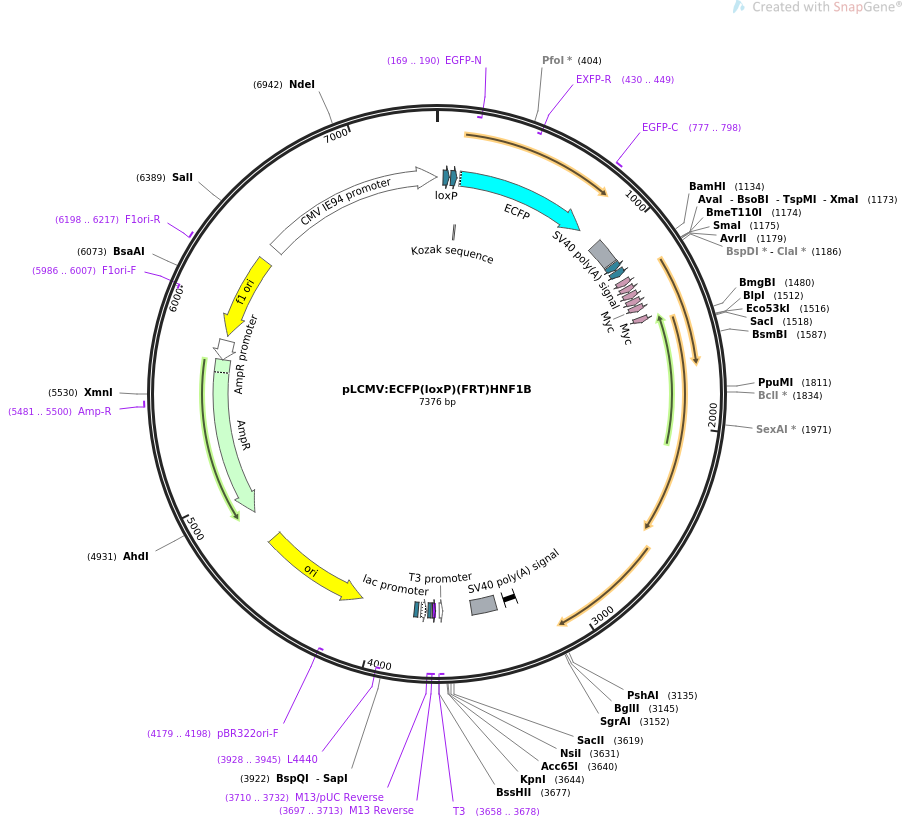 31439-plasmid-map-sequence-id-14393