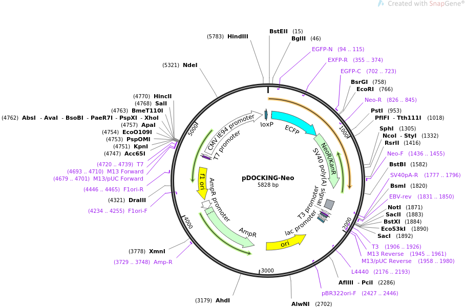 31441-plasmid-map-sequence-id-14295