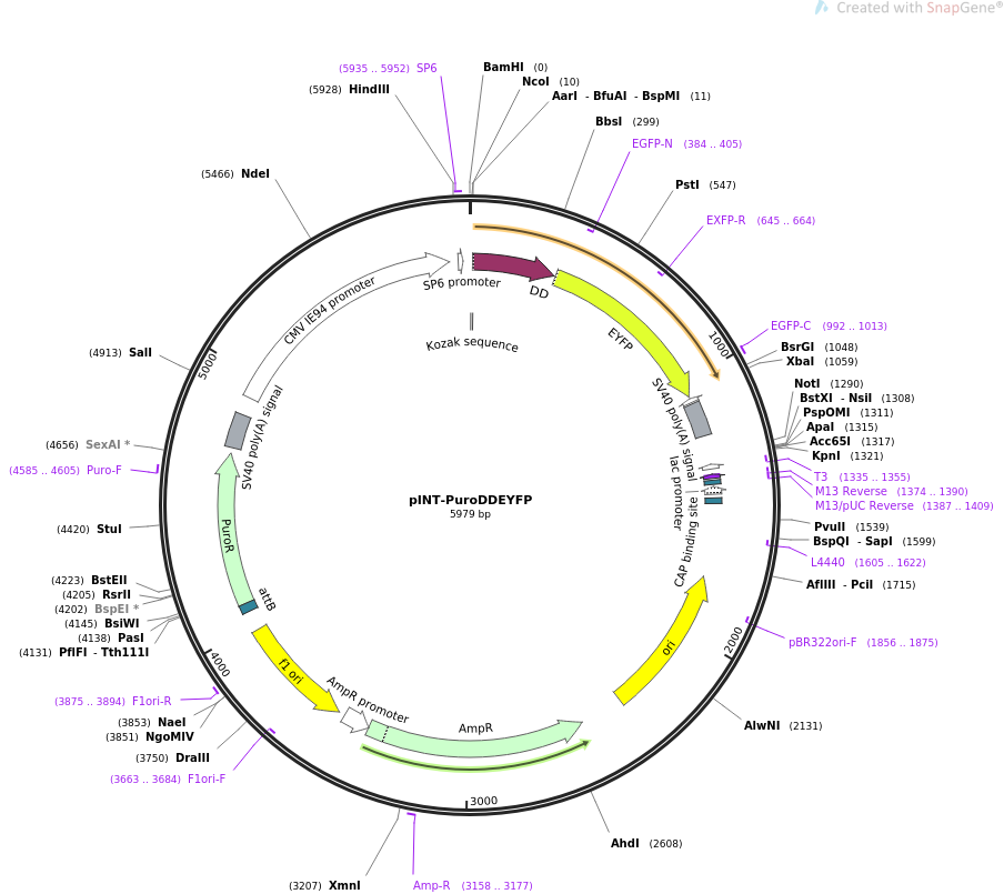 31442-plasmid-map-sequence-id-14176