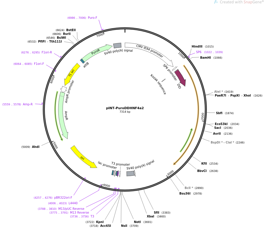 31443-plasmid-map-sequence-id-14277