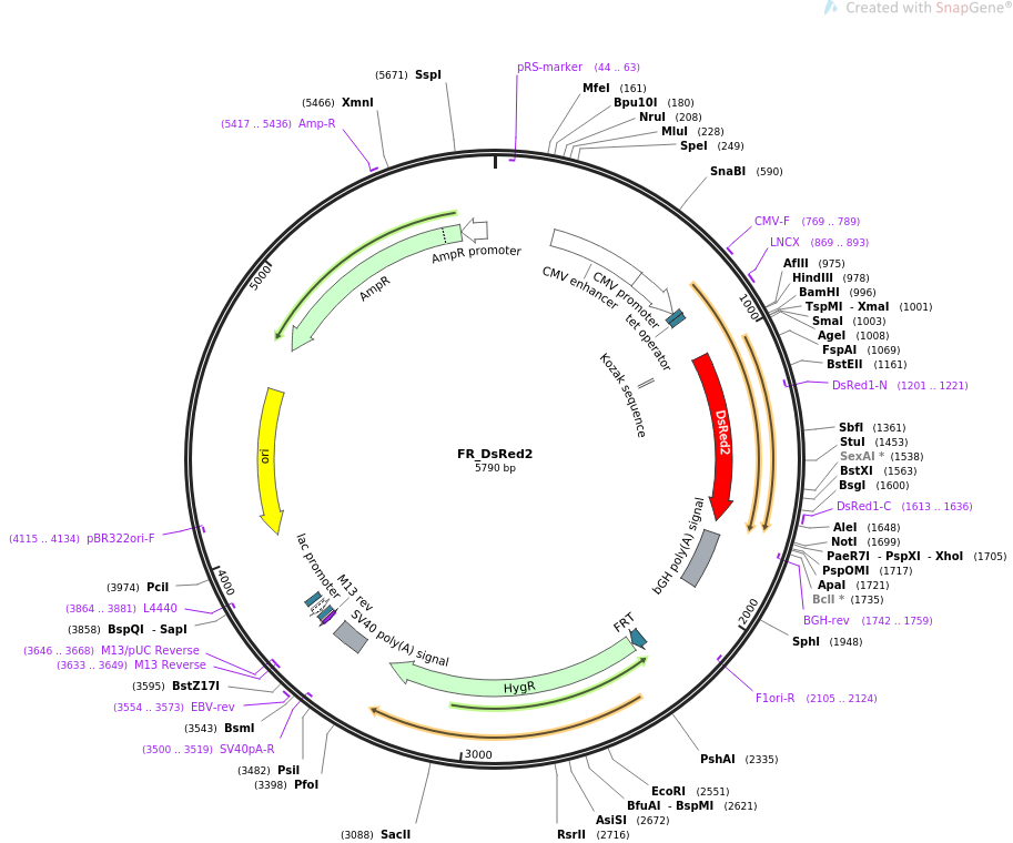 31444-plasmid-map-sequence-id-14395