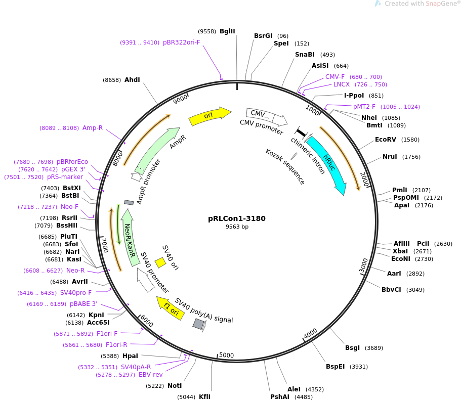 31445-plasmid-map-sequence-id-14396