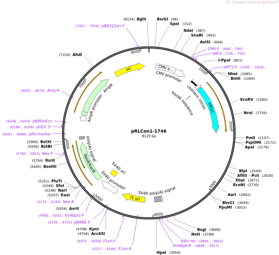 31446-plasmid-map-sequence-id-14397