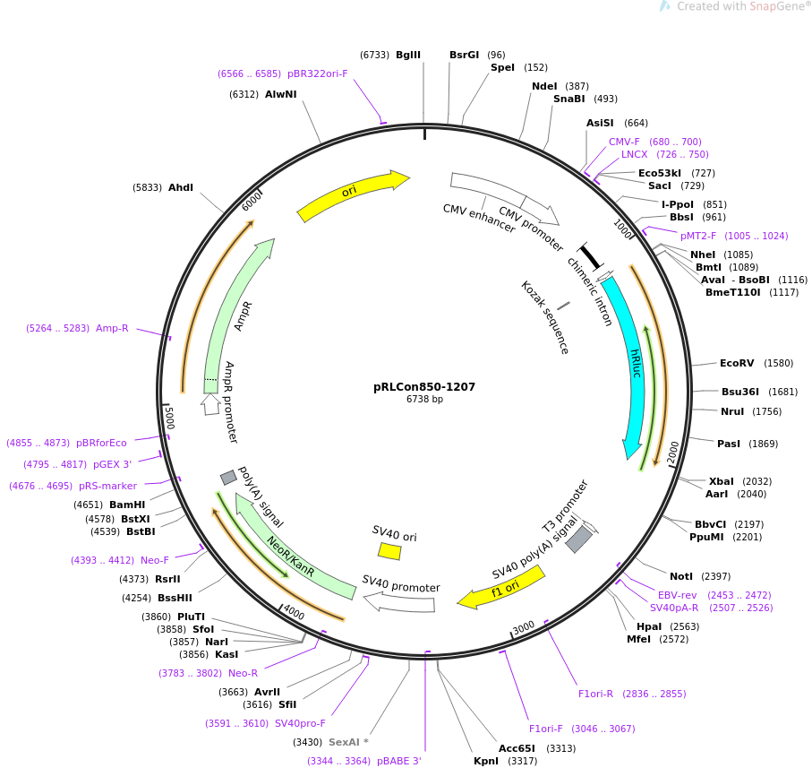 31447-plasmid-map-sequence-id-14398