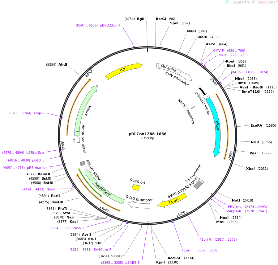 31448-plasmid-map-sequence-id-14399