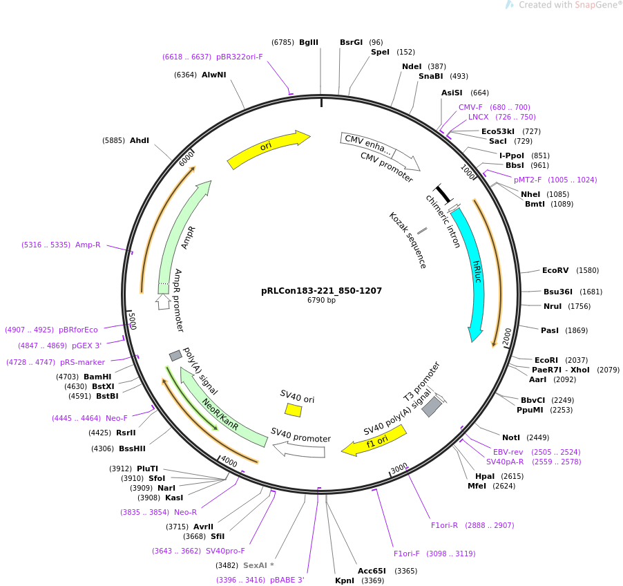 31449-plasmid-map-sequence-id-14400