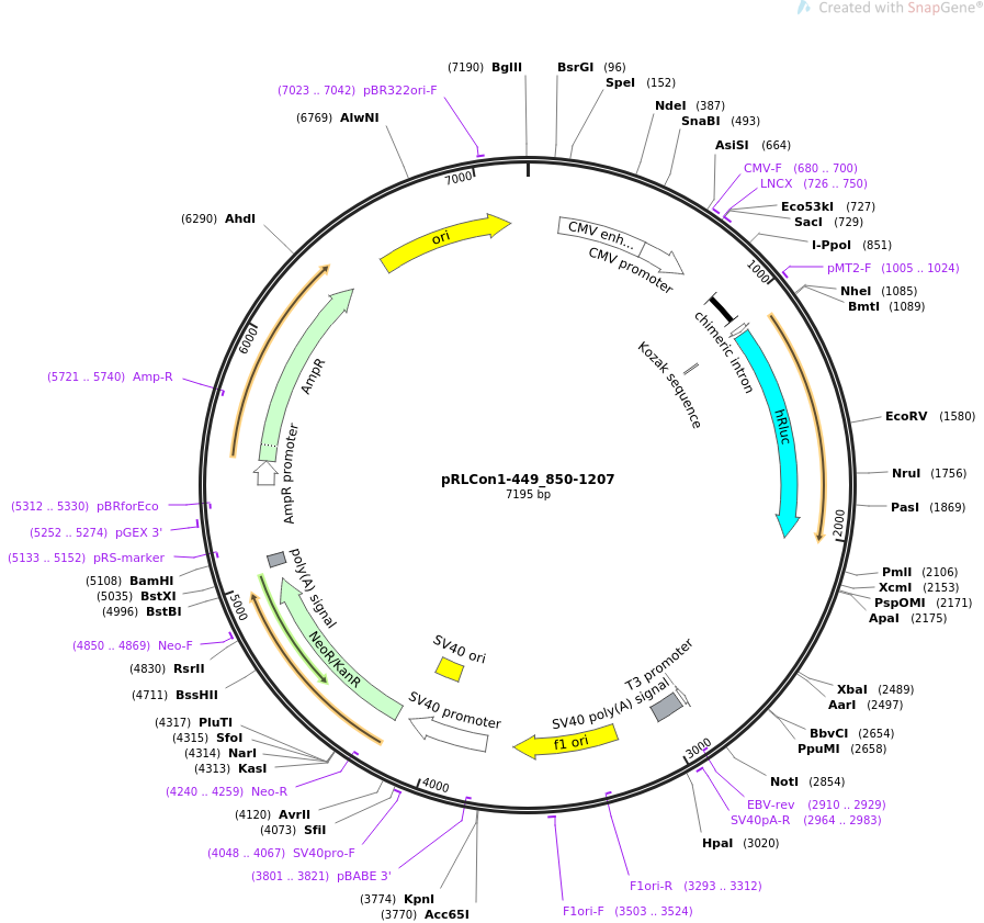 31451-plasmid-map-sequence-id-14402