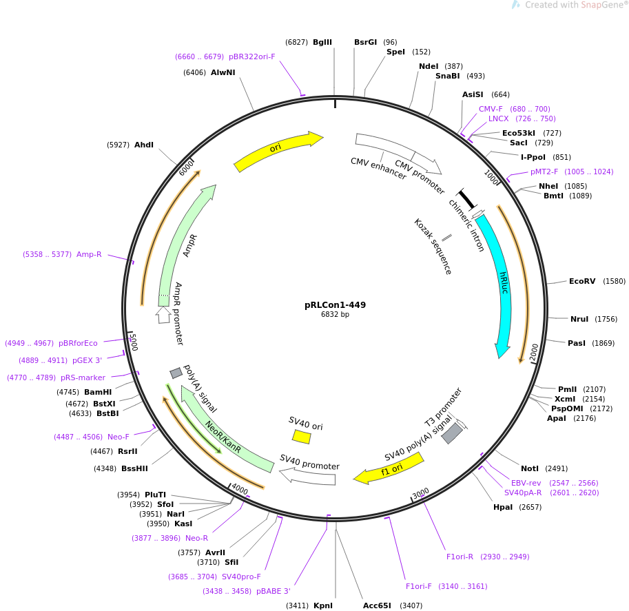 31452-plasmid-map-sequence-id-14403