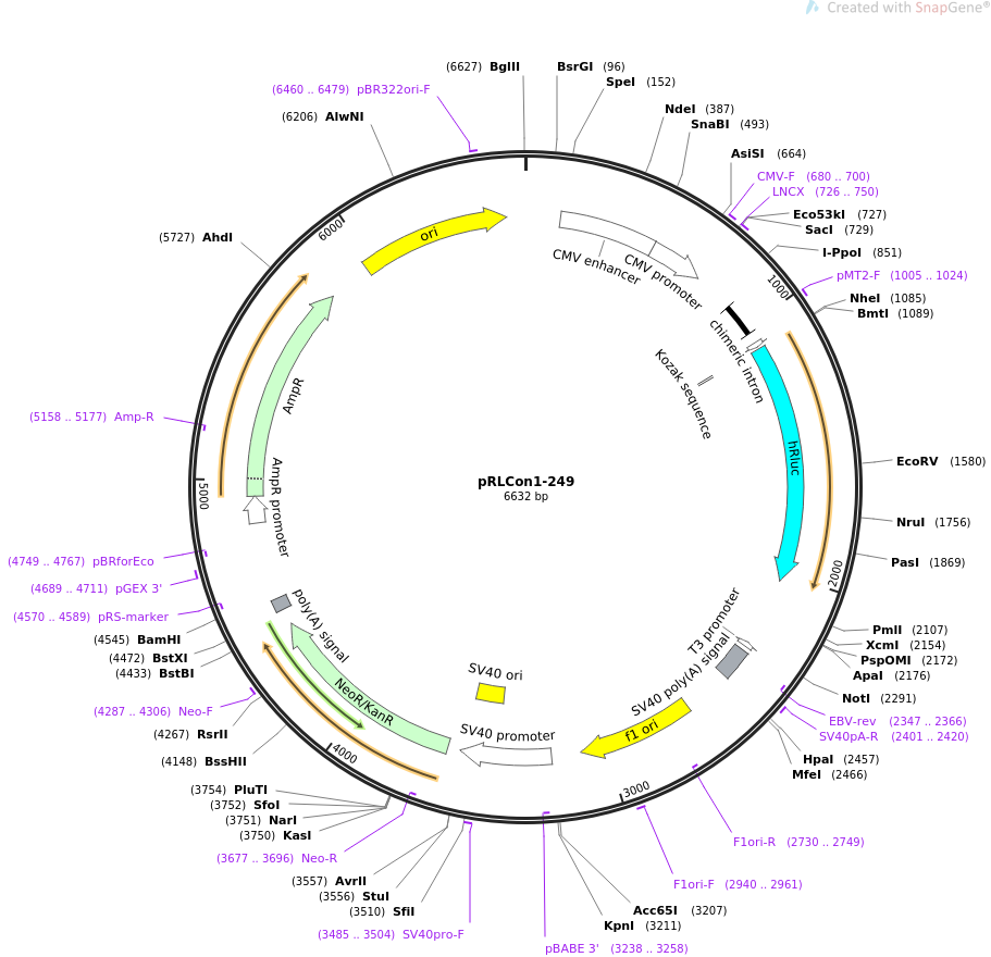 31453-plasmid-map-sequence-id-14404