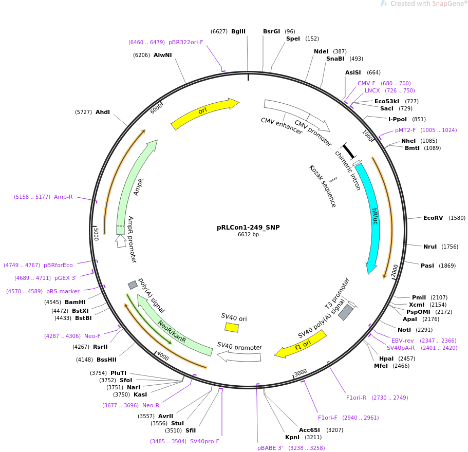 31454-plasmid-map-sequence-id-14405