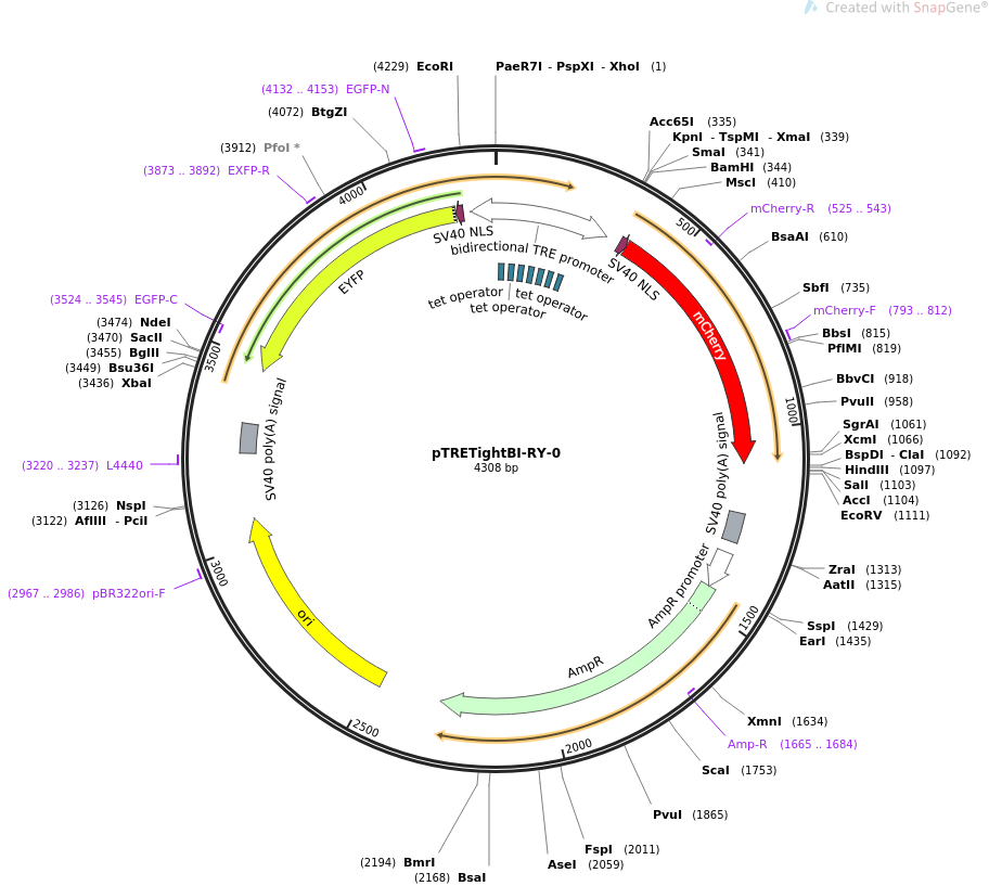 31463-plasmid-map-sequence-id-14407