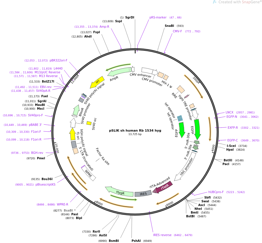 31500-plasmid-map-sequence-id-14427