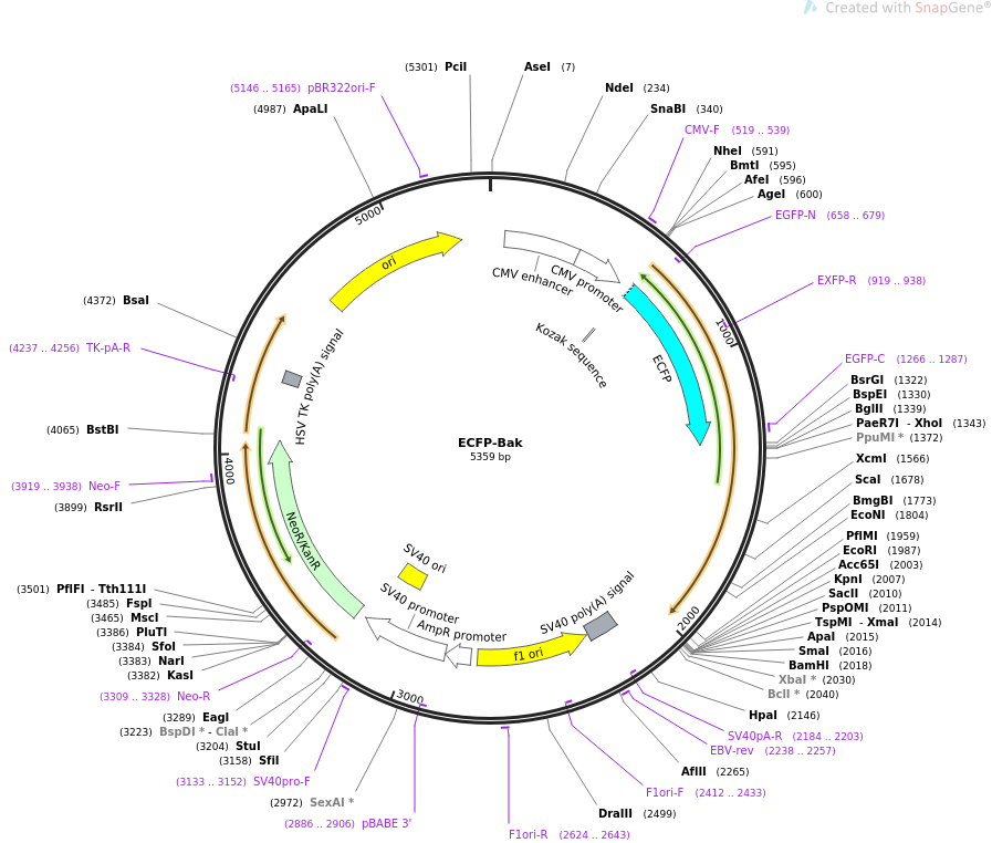 31501-plasmid-map-sequence-id-37562