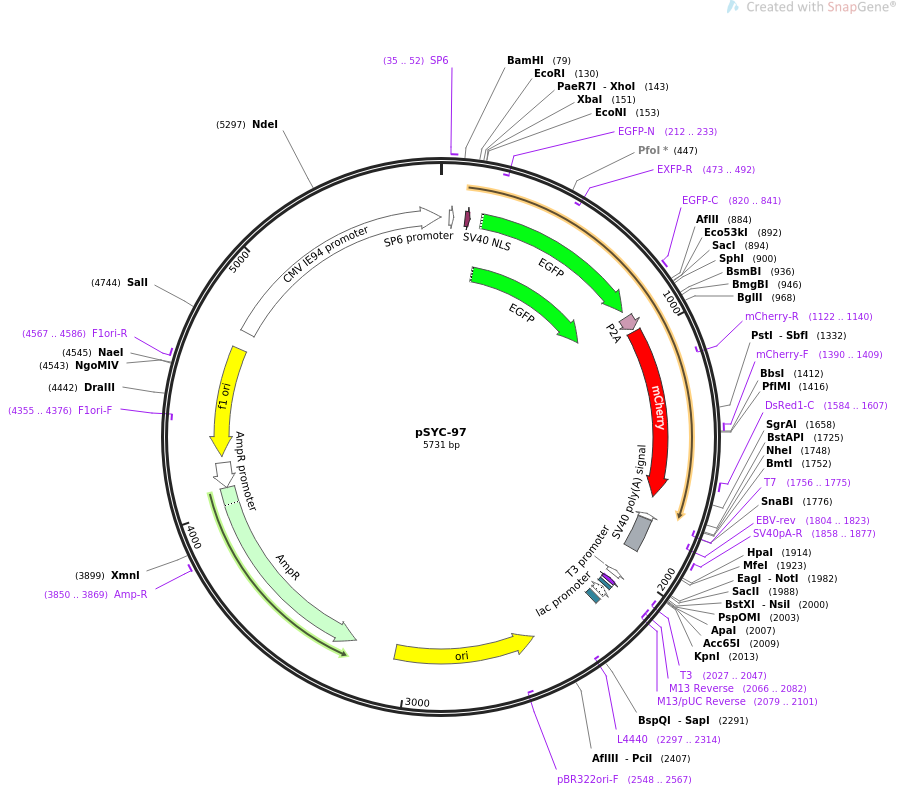 31565-plasmid-map-sequence-id-14462