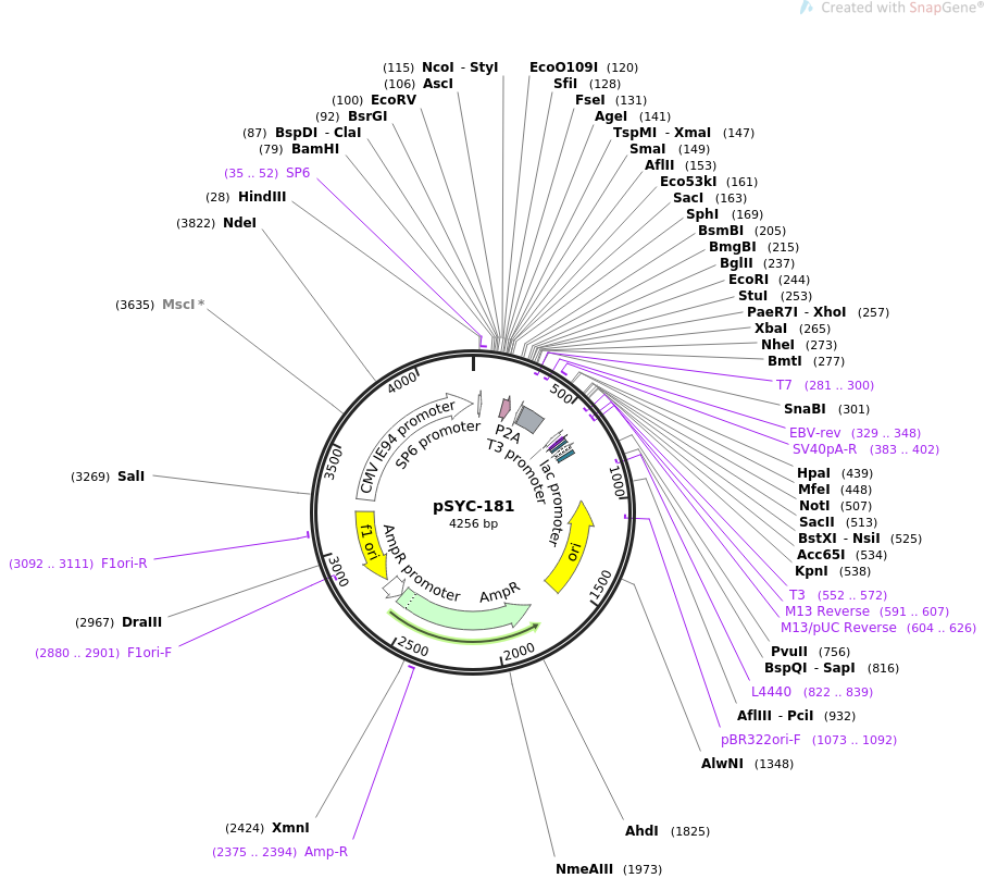 31566-plasmid-map-sequence-id-141619