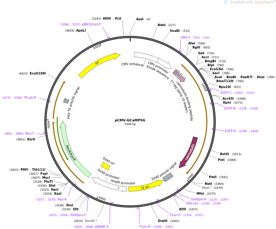 31788-plasmid-map-sequence-id-228108