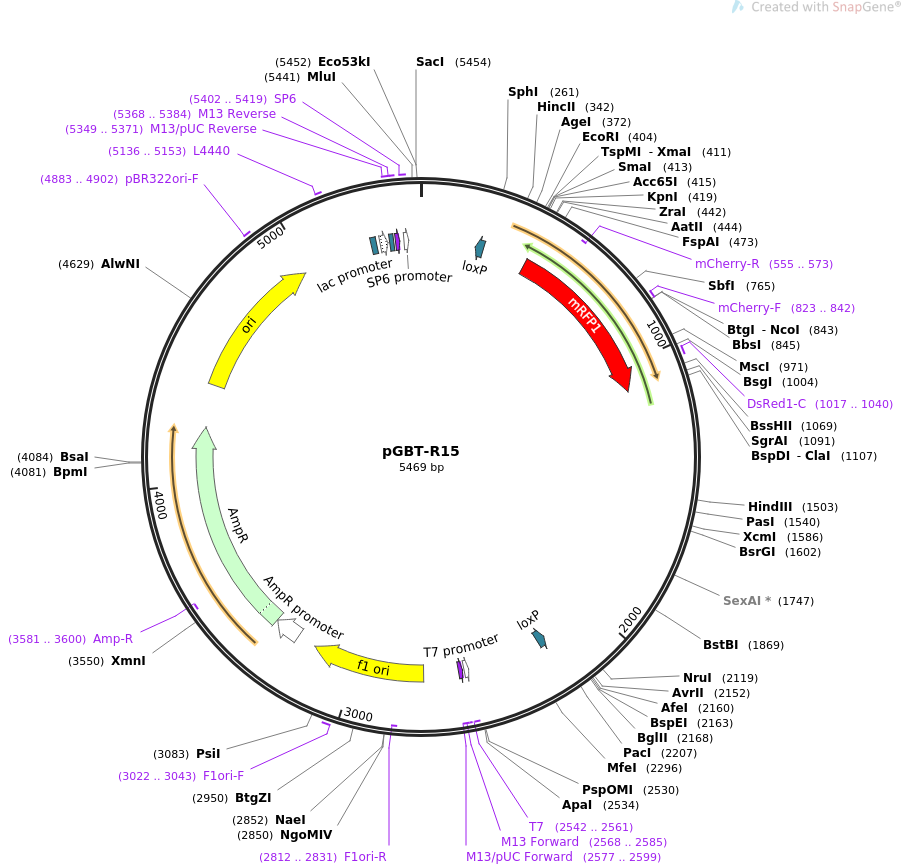 31826-plasmid-map-sequence-id-35861