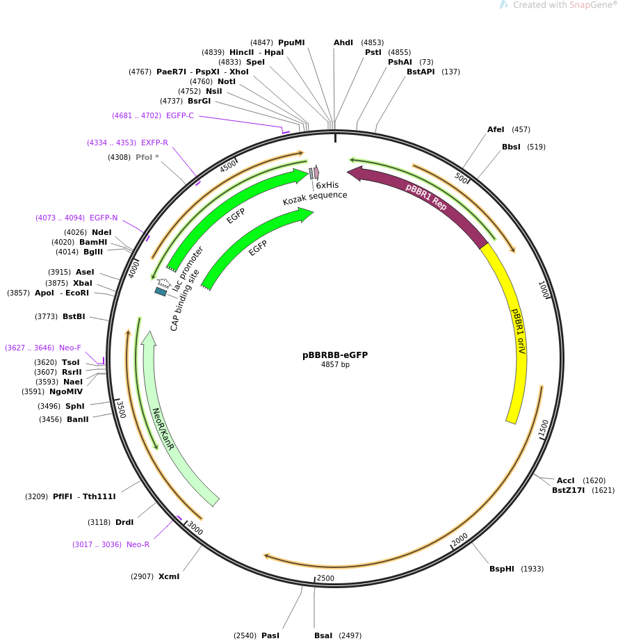 32549-plasmid-map-sequence-id-37548