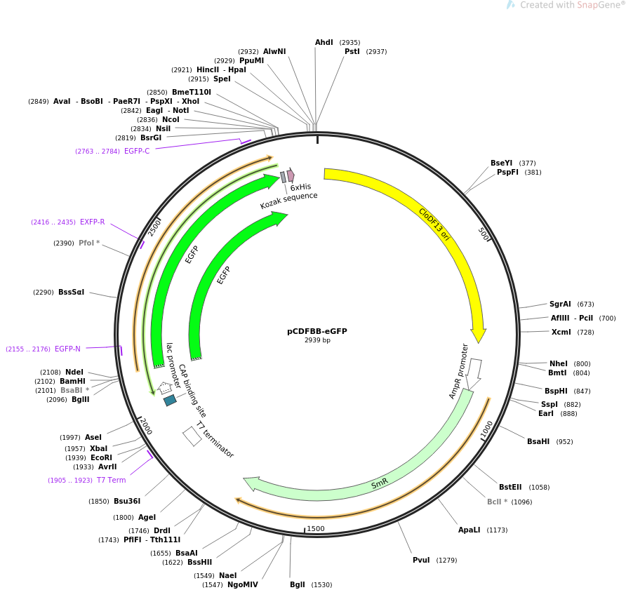 32550-plasmid-map-sequence-id-37549