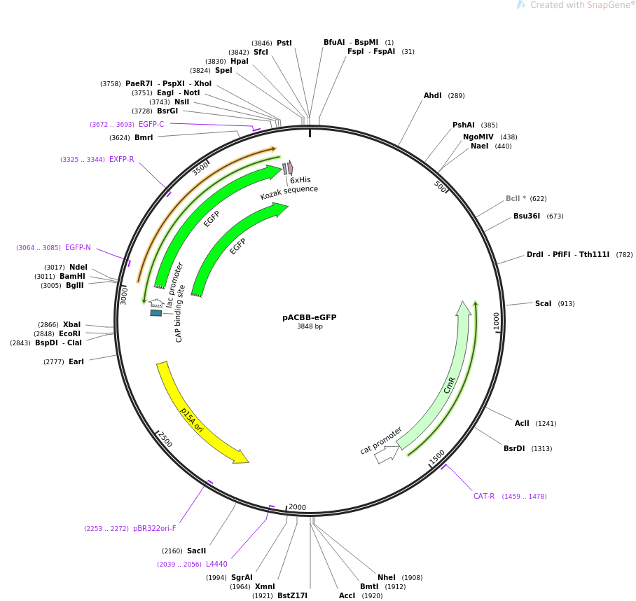 32551-plasmid-map-sequence-id-37550