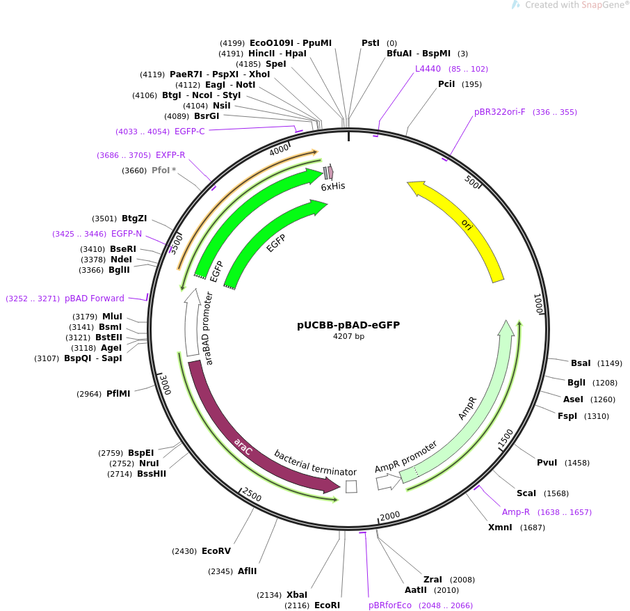 32553-plasmid-map-sequence-id-37553