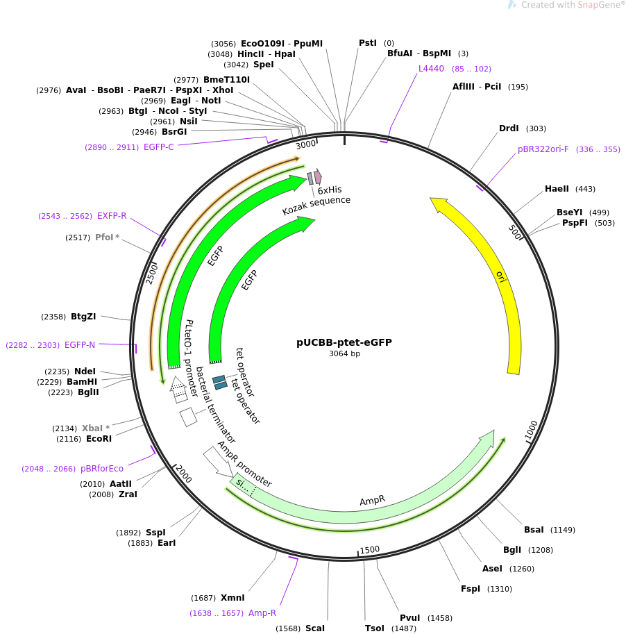 32554-plasmid-map-sequence-id-37554