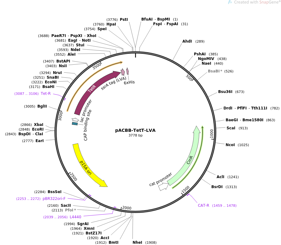 32555-plasmid-map-sequence-id-37555