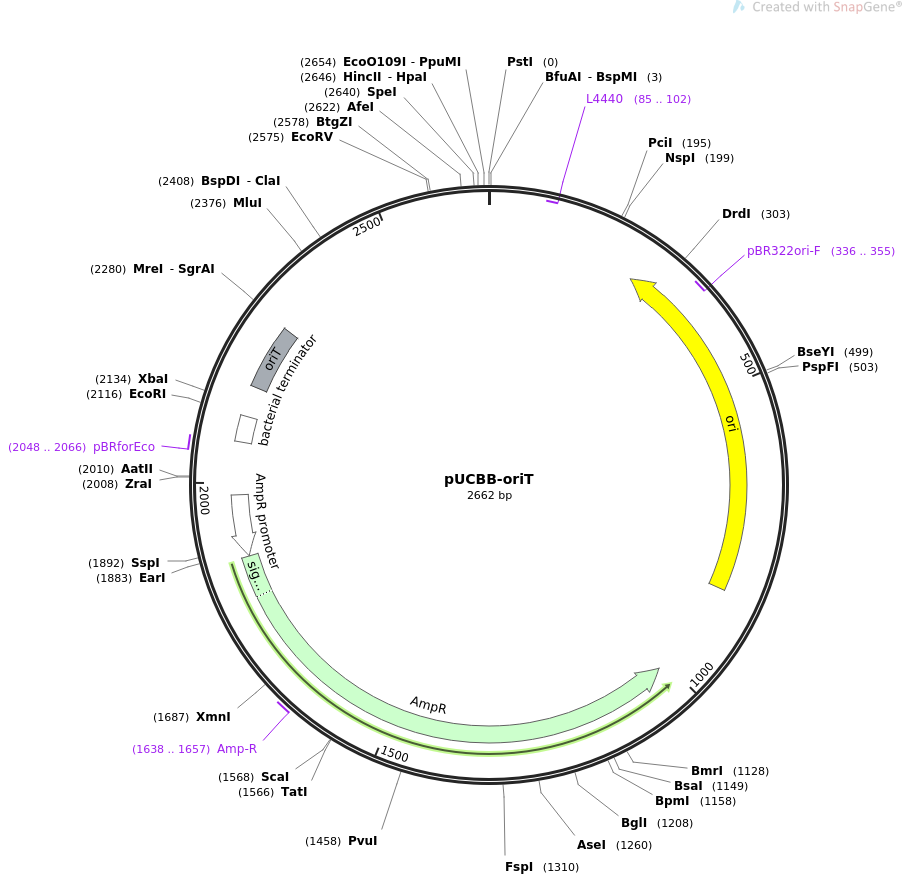 32556-plasmid-map-sequence-id-37556