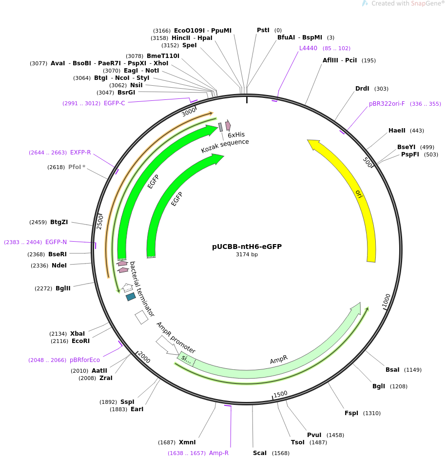 32557-plasmid-map-sequence-id-37557