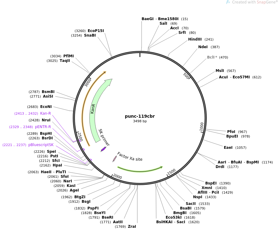 32568-plasmid-map-sequence-id-37592