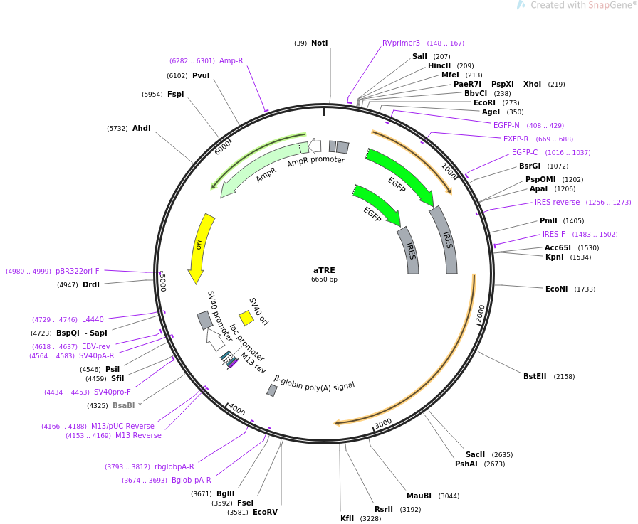 32612-plasmid-map-sequence-id-55251