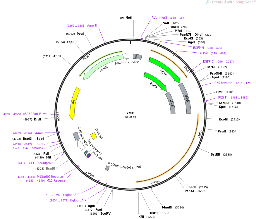 32613-plasmid-map-sequence-id-55252