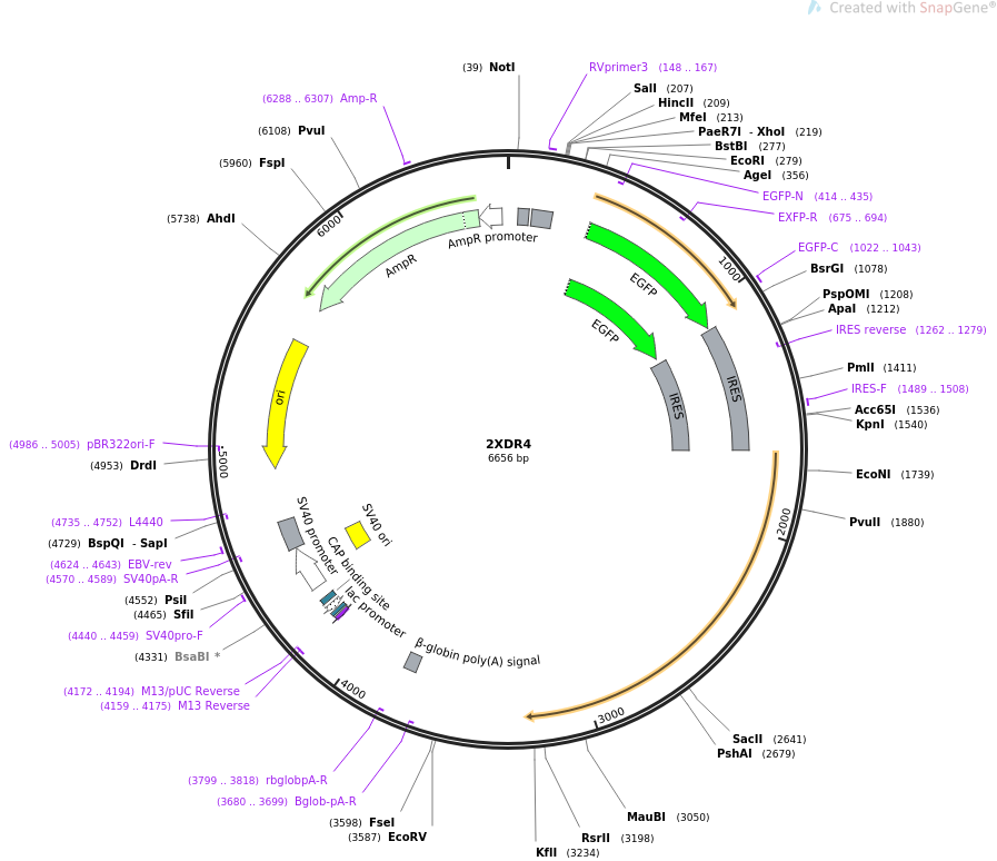 32615-plasmid-map-sequence-id-55254