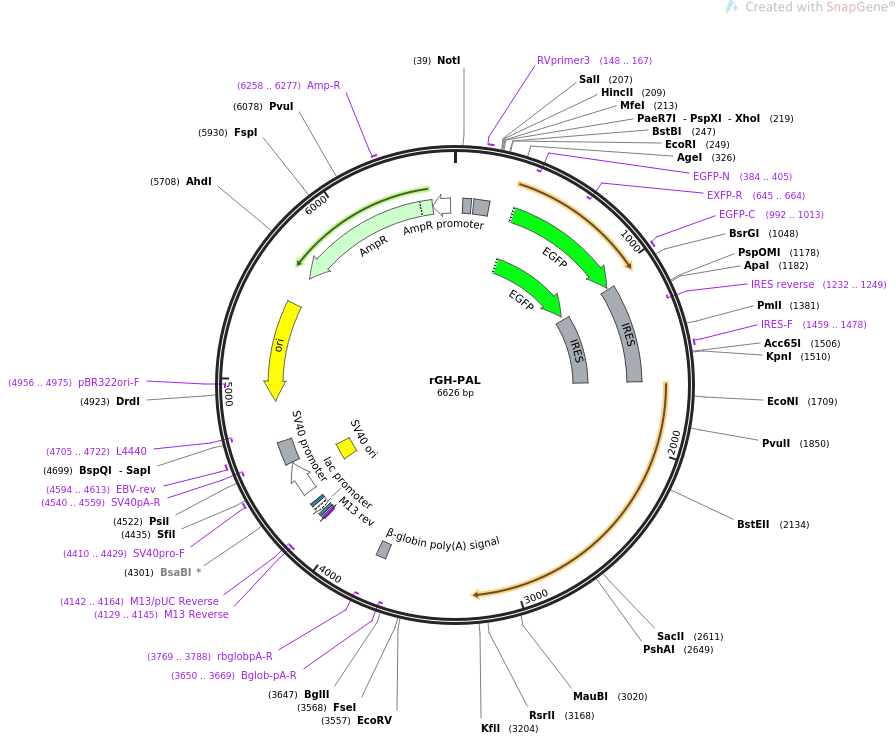 32616-plasmid-map-sequence-id-55255