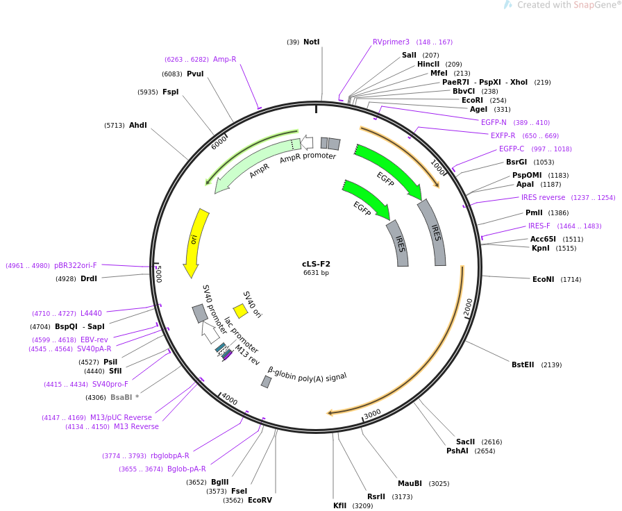 32617-plasmid-map-sequence-id-55256