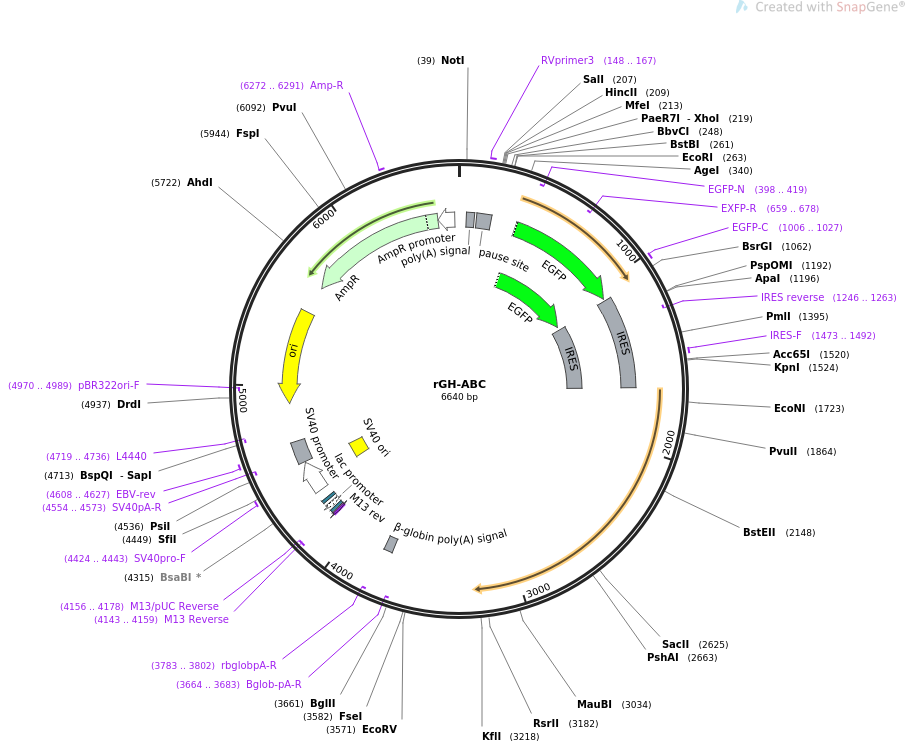 32618-plasmid-map-sequence-id-55257