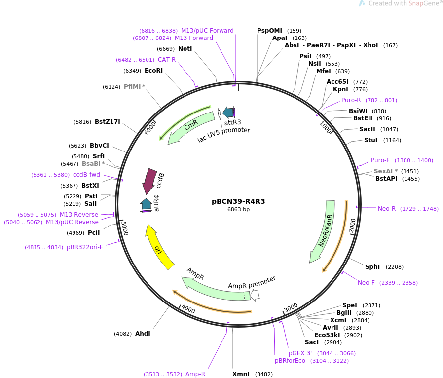 34914-plasmid-map-sequence-id-42400