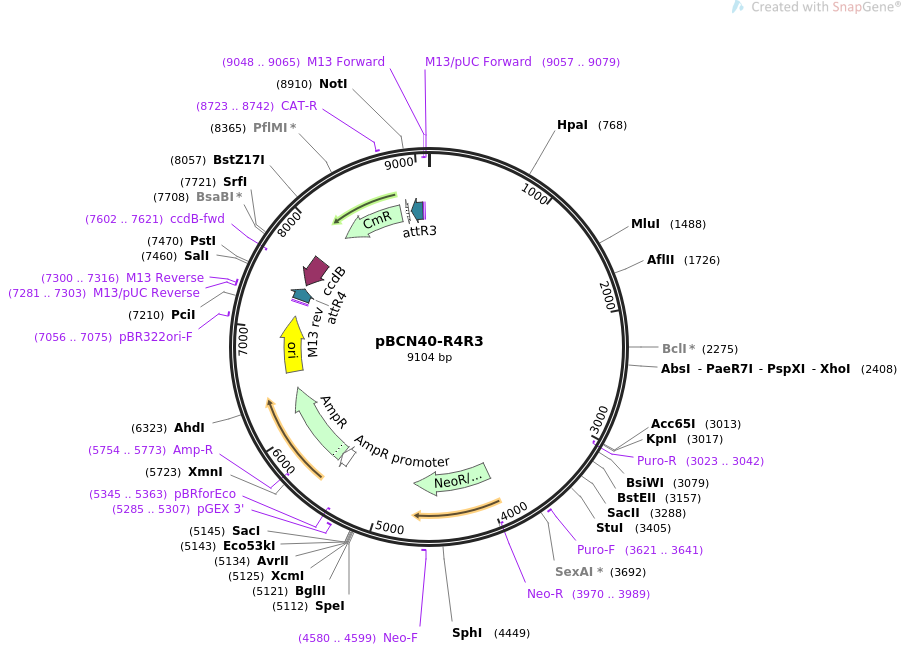 34915-plasmid-map-sequence-id-42401