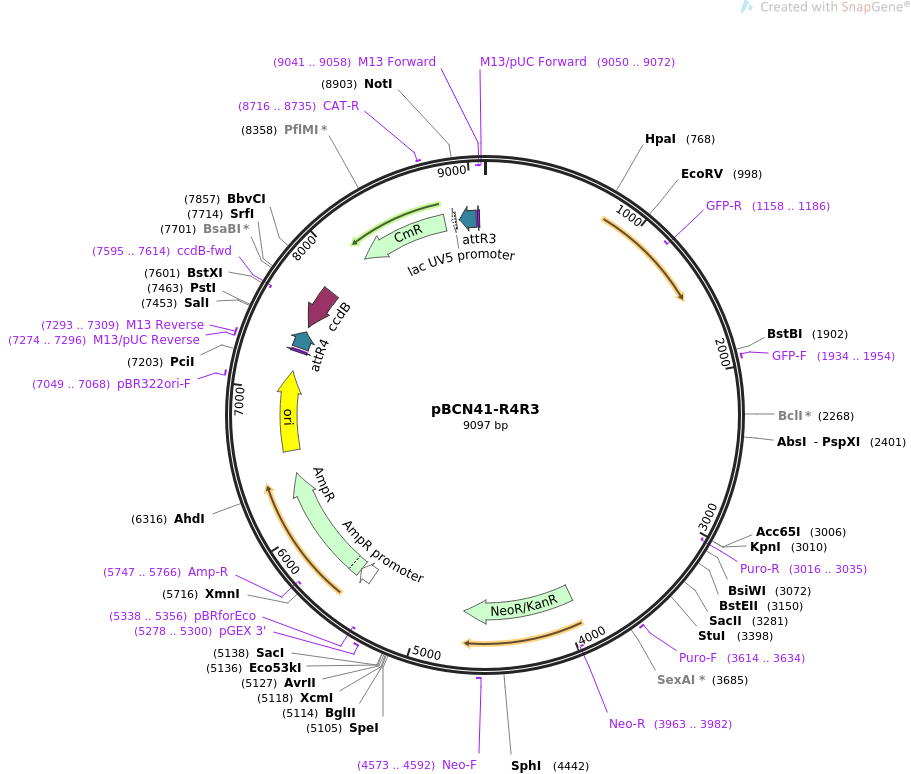 34916-plasmid-map-sequence-id-46681