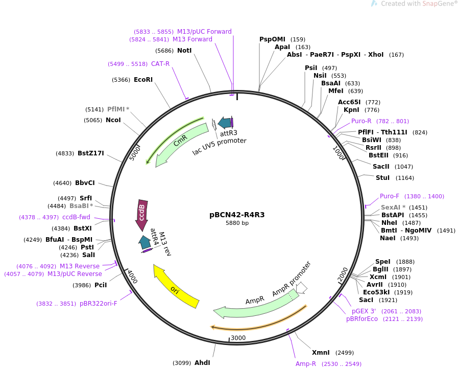 34917-plasmid-map-sequence-id-42403