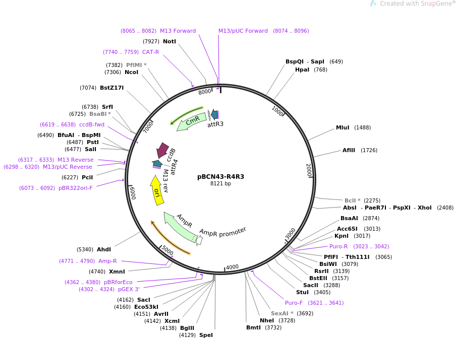 34918-plasmid-map-sequence-id-42404