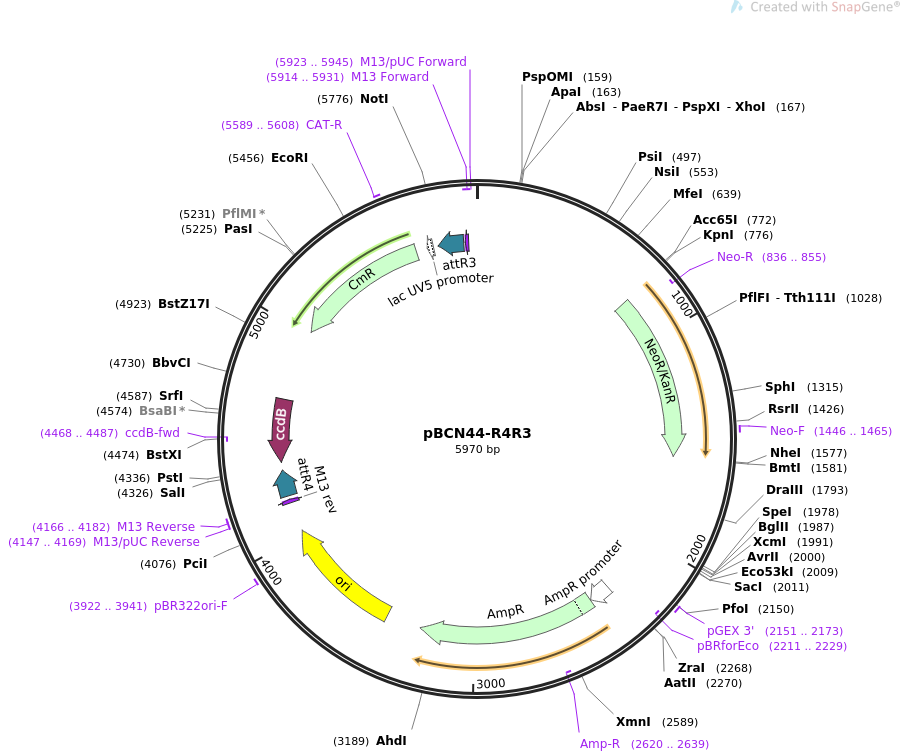 34919-plasmid-map-sequence-id-42405