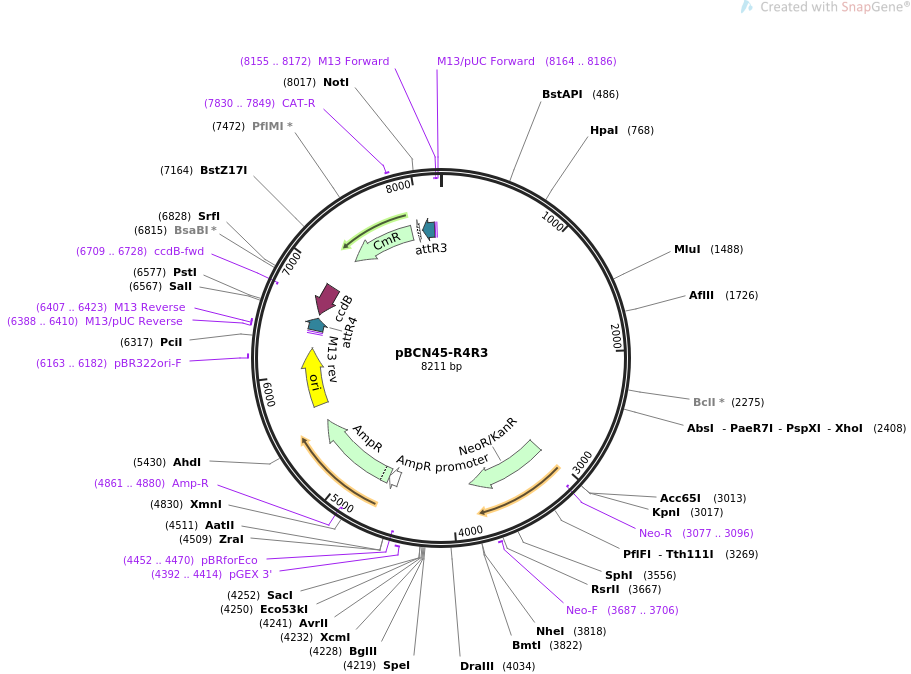 34920-plasmid-map-sequence-id-42406