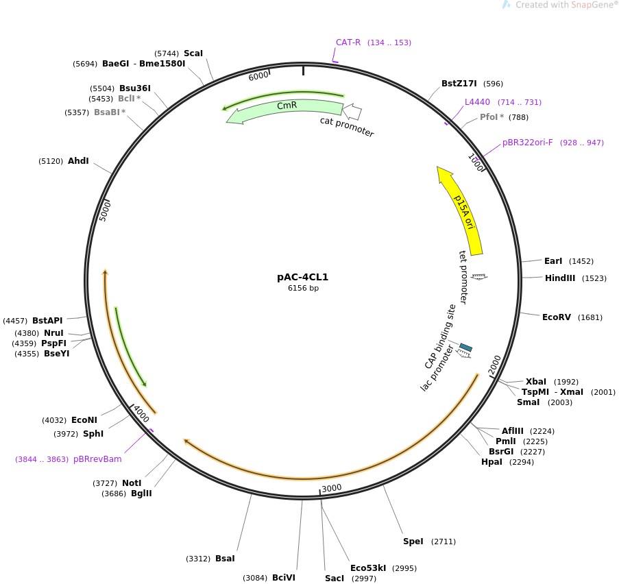 35947-plasmid-map-sequence-id-44209