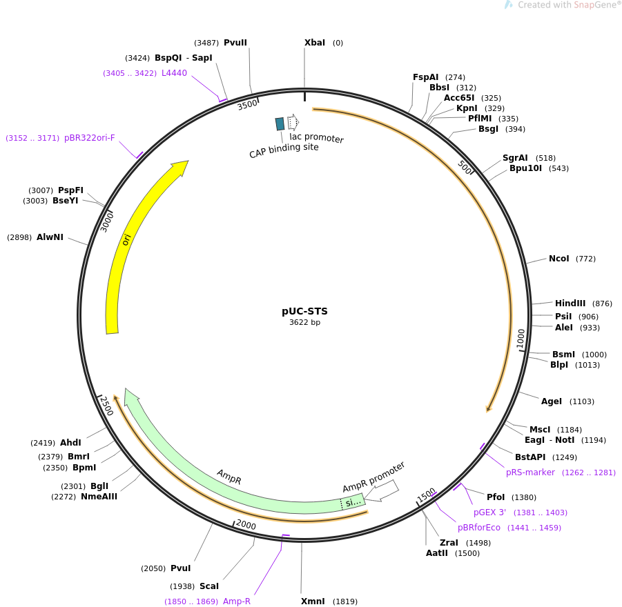 35949-plasmid-map-sequence-id-44214